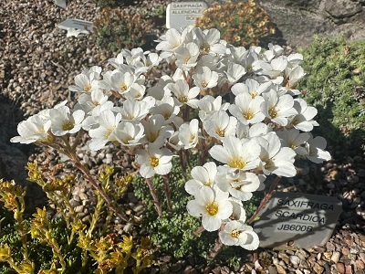 Saxifraga scardica